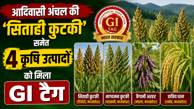 आदिवासी अंचल की ‘सिताही कुटकी’ समेत 4 कृषि उत्पादों को मिला GI टैग