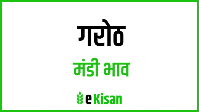 Garoth Mandi Bhav गरोठ मंडी भाव