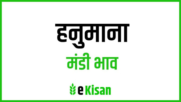 Hanumana Mandi Bhav हनुमाना मंडी भाव