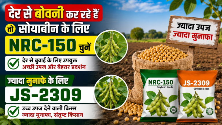 देर से बोवनी कर रहे हैं तो सोयाबीन के लिए NRC-150 चुनें, ज्यादा मुनाफे के लिए जेएस-2309