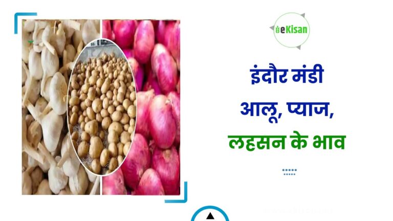 आज इंदौर मंडी में आलू, प्याज और लहसुन के भाव इस प्रकार रहे