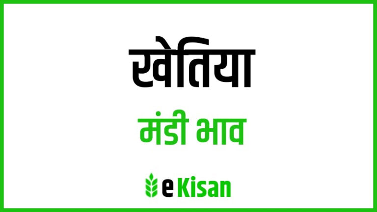 Khetiya Mandi Bhav आज के खेतिया मंडी भाव