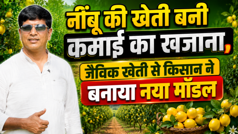 नींबू की खेती बनी कमाई का खजाना, जैविक खेती से किसान ने बनाया नया मॉडल