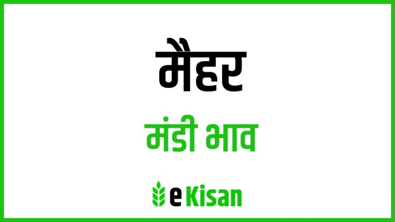 Maihar Mandi Bhav मैहर मंडी भाव