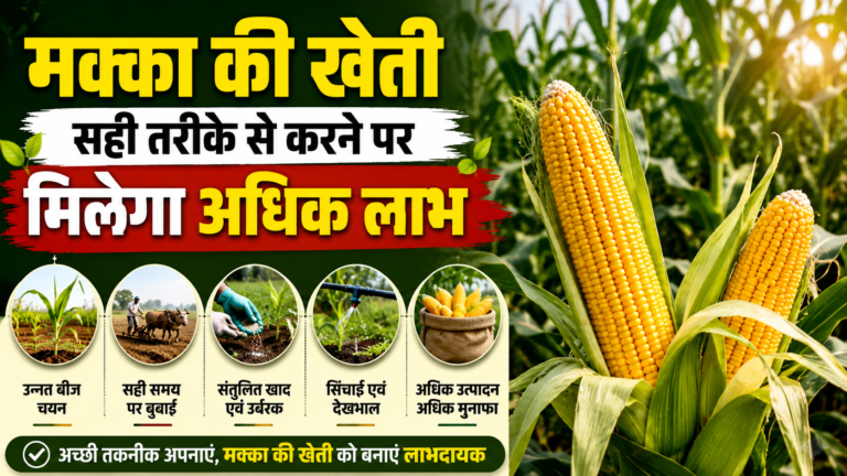 मक्का की खेती सही तरीके से करने पर मिलेगा अधिक लाभ