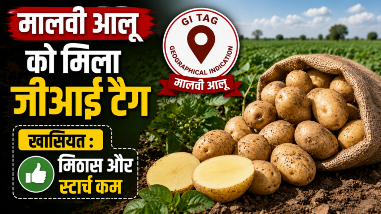 मालवी आलू को मिला जीआई टैग, खासियत : मिठास और स्टार्च कम