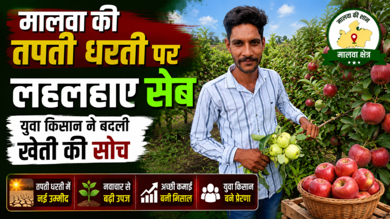 मालवा की तपती धरती पर लहलहाए सेब, युवा किसान ने बदली खेती की सोच