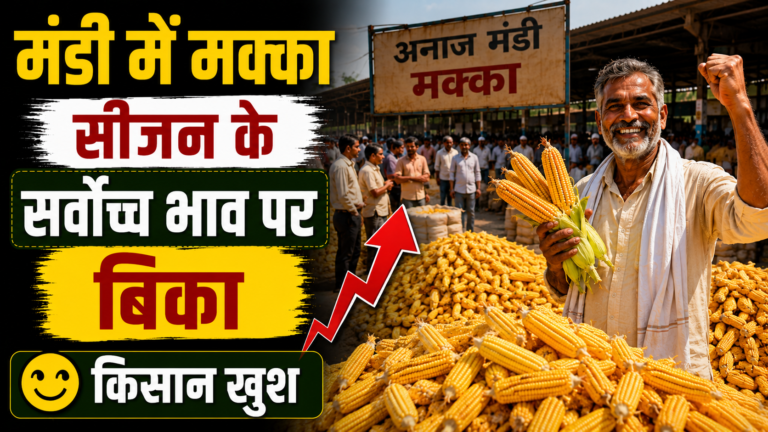 मंडी में मक्का सीजन के सर्वोच्च भाव पर बिका, किसान खुश