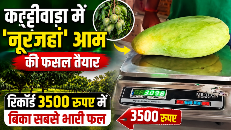 कट्ठीवाडा में ‘नूरजहां’ आम की फसल तैयार, रिकॉर्ड 3500 रुपए में बिका सबसे भारी फल