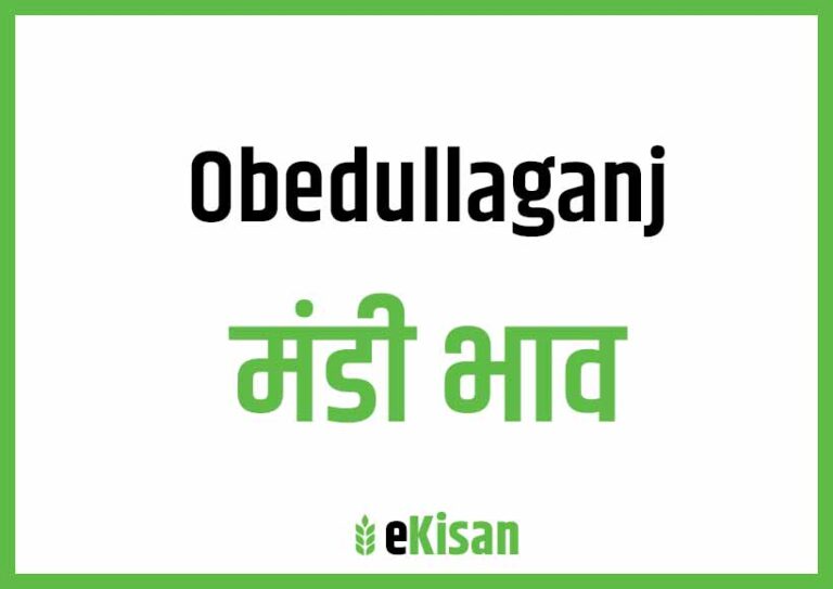Obedullaganj Mandi Bhav औबेदुल्लागंज मंडी भाव
