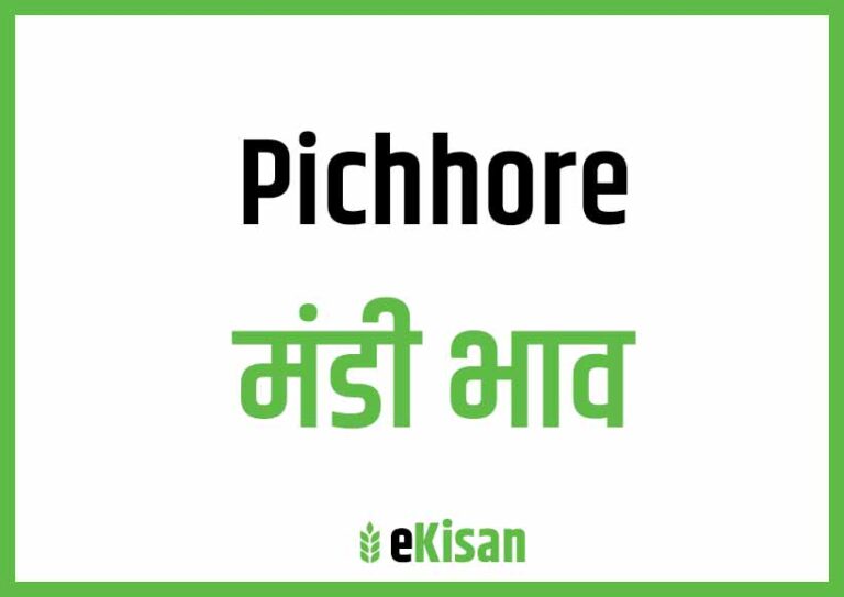 Pichhor Mandi Bhav पिछोर मंडी भाव