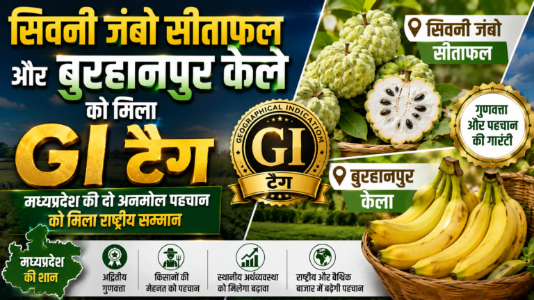 सिवनी जंबो सीताफल और बुरहानपुर केले को मिला जीआई टैग