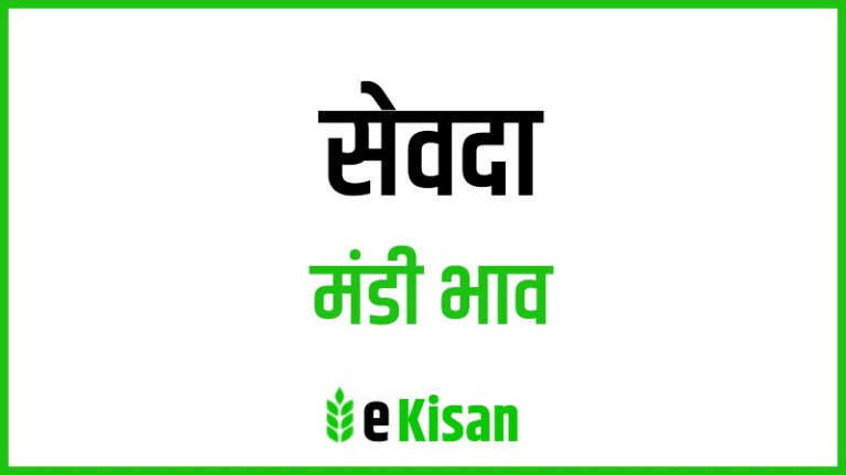 Sevda Mandi Bhav सेवदा मंडी भाव