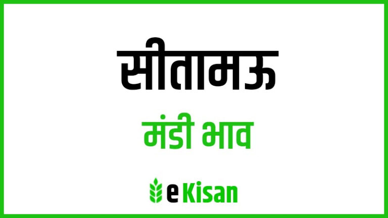 Sitamau Mandi Bhav सीतामऊ मंडी भाव