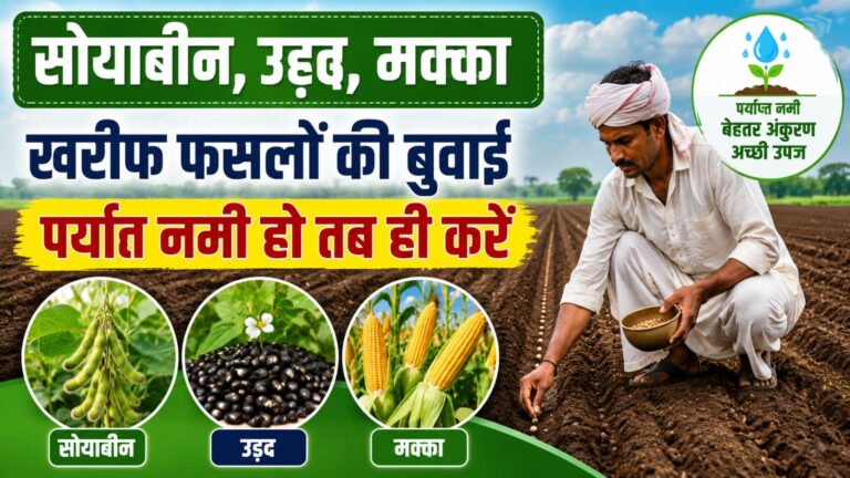 सोयाबीन, उड़द, मक्का खरीफ फसलों की बुवाई पर्याप्त नमी हो तब ही करें