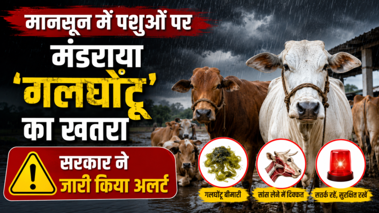 मानसून में पशुओं पर मंडराया ‘गलघोंटू’ का खतरा, सरकार ने जारी किया अलर्ट