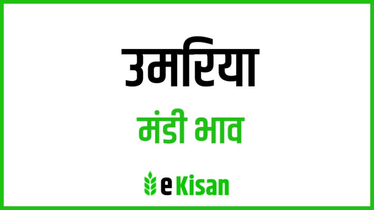 Umaria Mandi Bhav उमरिया मंडी भाव