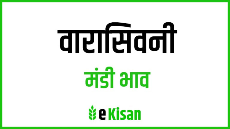 Varaseoni Mandi Bhav वारासिवनी मंडी भाव