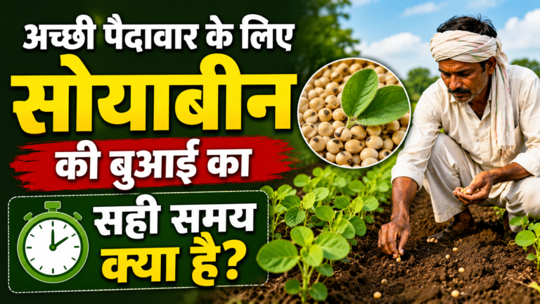 अच्छी पैदावार के लिए सोयाबीन की बुआई का सही समय क्या है?