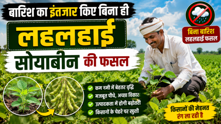 बारिश का इंतजार किए बिना ही लहलहाई सोयाबीन की फसल