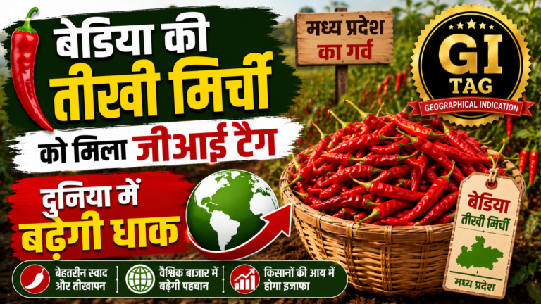 बेड़िया की तीखी मिर्ची को मिला जीआई टैग, दुनिया में बढ़ेगी धाक