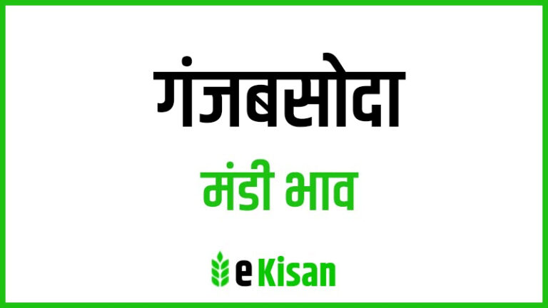 Ganjbasoda Mandi Bhav गंजबसोदा मंडी भाव