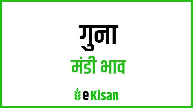 Guna Mandi Bhav गुना मंडी भाव