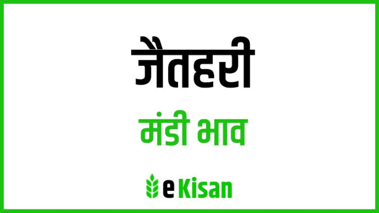 Jaithari Mandi Bhav आज के जैतहरी मंडी भाव