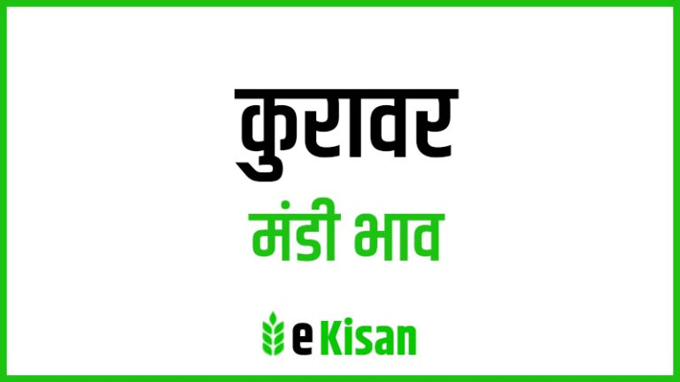 Kurawar Mandi Bhav कुरावर मंडी भाव