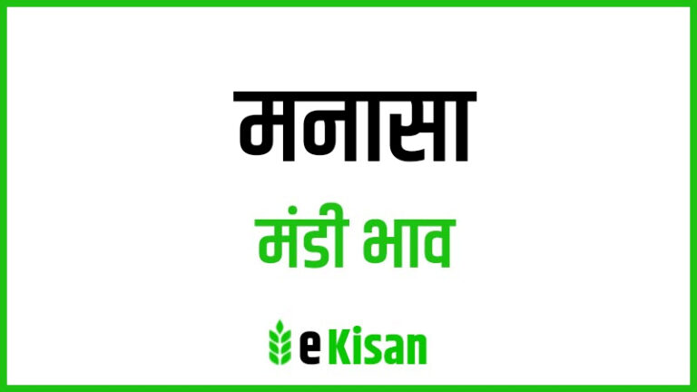 Manasa Mandi Bhav मनासा मंडी भाव