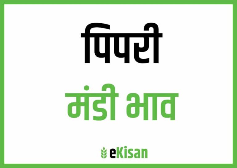 Piprai Mandi Bhav पिपरई मंडी भाव