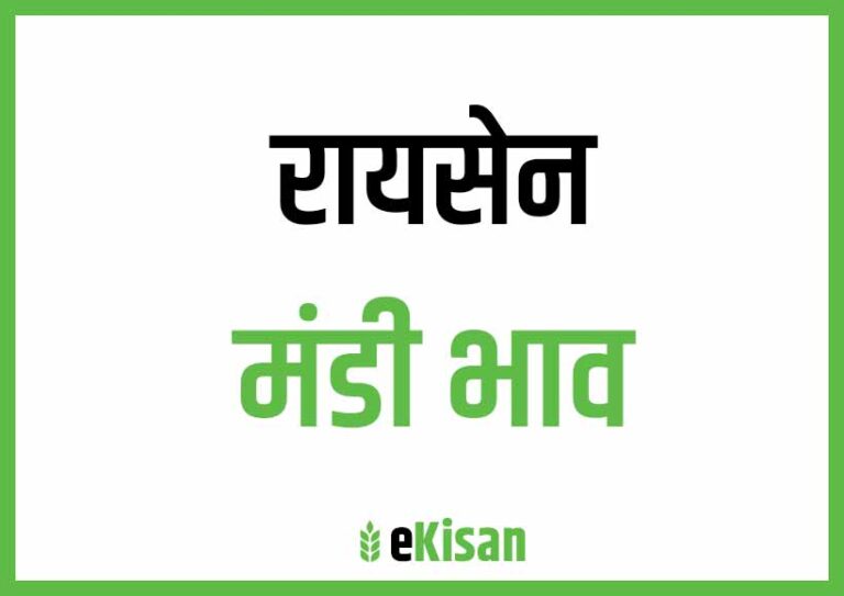 Raisen Mandi Bhav रायसेन मंडी भाव