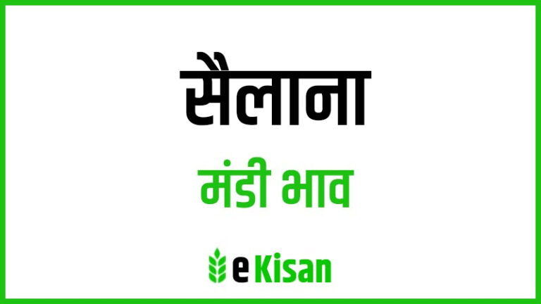 Sailana Mandi Bhav सैलाना मंडी भाव