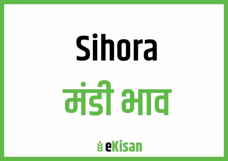 Sehora Mandi Bhav सिहोरा मंडी भाव