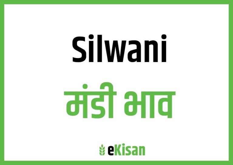 Silvani Mandi Bhav सिलवानी मंडी भाव