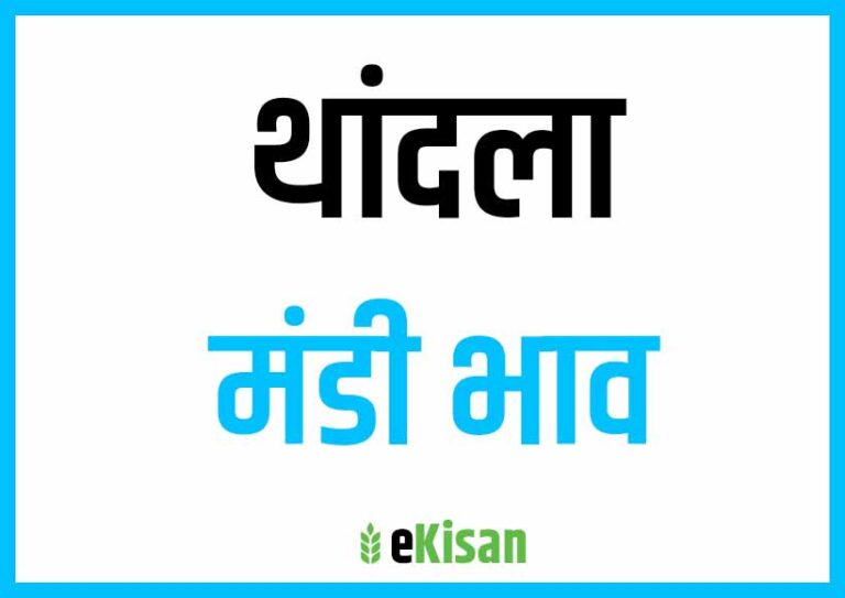 Thandla Mandi Bhav थांदला मंडी भाव