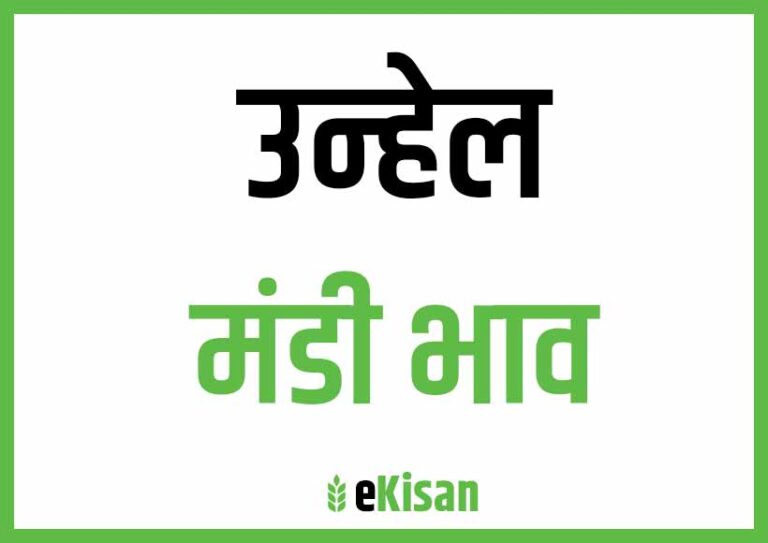 Unhel Mandi Bhav उन्हेल मंडी भाव